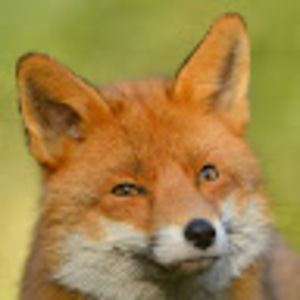 Meet your Posher, Retgur